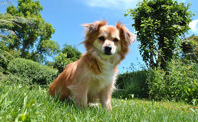 Ferienhaus in der Normandie mit Hund