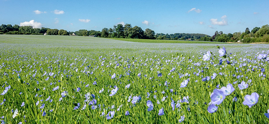 Flora der Normandie